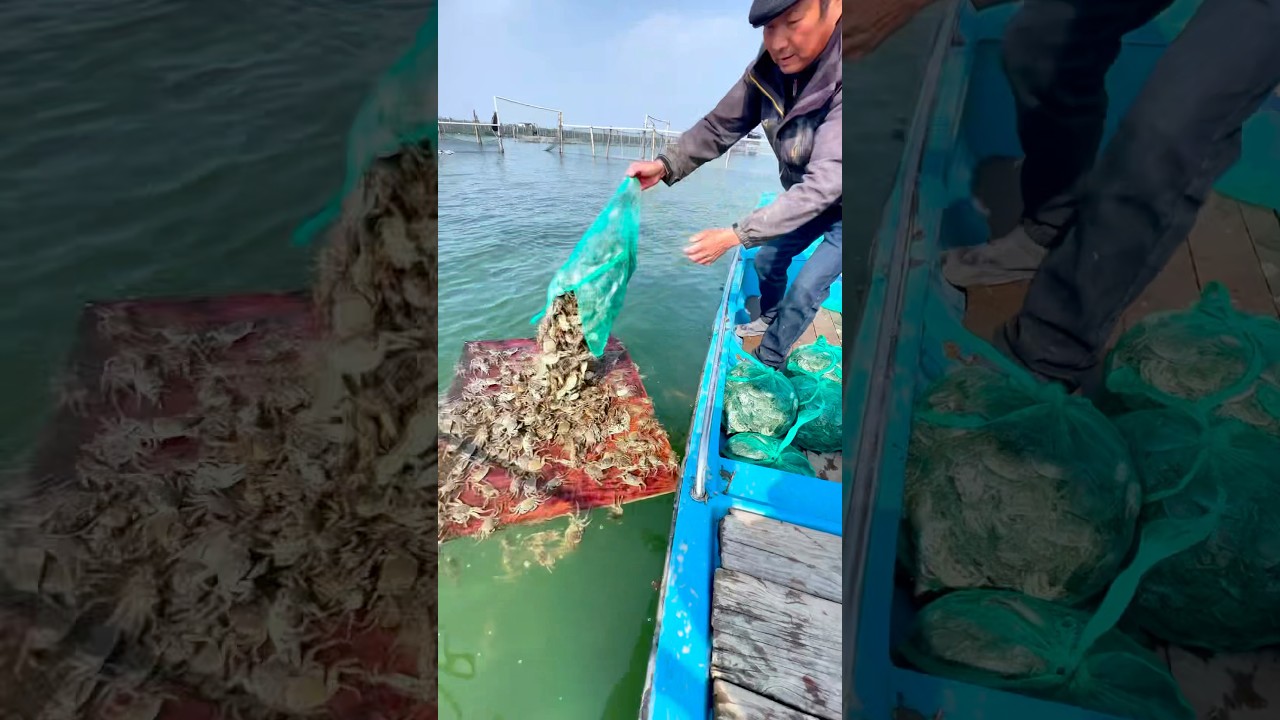 Crab Farming Tip: Place a Board on the Water to Prevent Injuries!