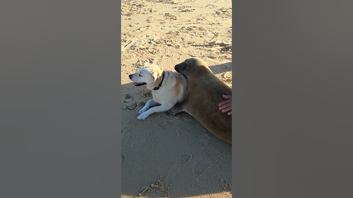Seal and Dog Become Good Friends