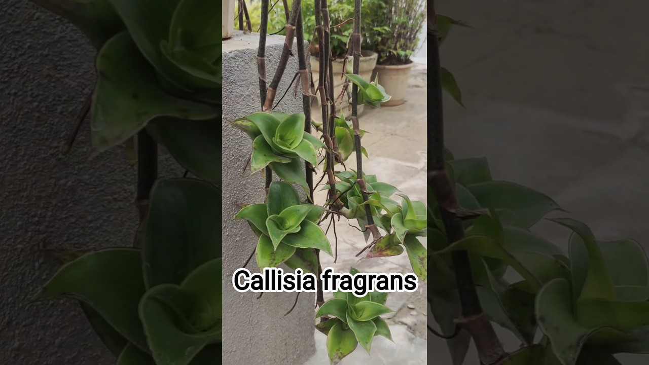 Callisia Fragrans Care & Propagation 🌿 | Basket Plant Tips
