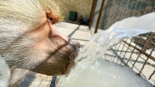видео: Люся - гамадрилья интеллигенция! Пить из лужи - удел Лиды и Елисея, а звезде подайте проточную воду! картинка: Люся - гамадрилья интеллигенция! Пить из лужи - удел Лиды и Елисея, а звезде подайте проточную воду!