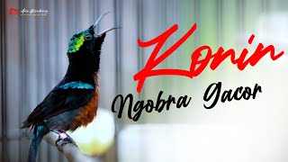 Download Lagu MASTERAN KOLIBRI NINJA GACOR FUL NGOBRA MP3