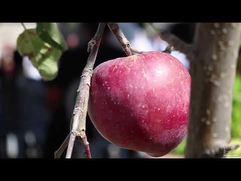16ο Φεστιβάλ Μήλου