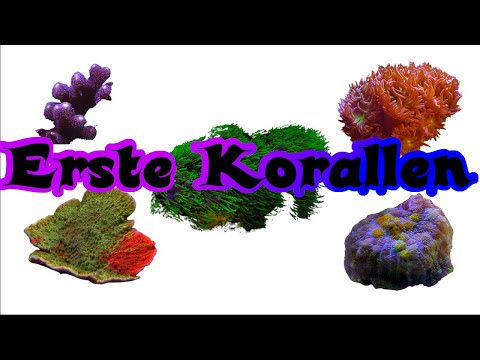 Video: 5 Hardy Korallen Für Dein Erstes Riffbecken
