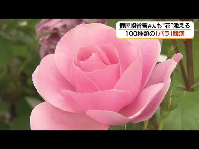 Spectacular! 100 Varieties of Roses Compete in a Japanese Garden