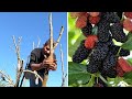 استنساخ شجرة التوت 
Growing berries