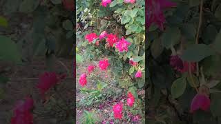 Te amo mi amor buenas noches (carta de amor para ti) screenshot 4