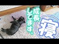 いつもキャリーで寝るのに、初めて一人でリビングで寝た！