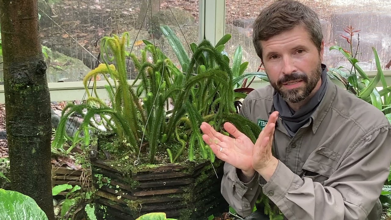 Phlegmariurus squarrosus