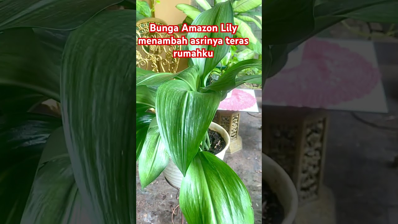 Amazon Lily (Eucharis grandiflora) merupakan tanaman hias yang sangat indah 