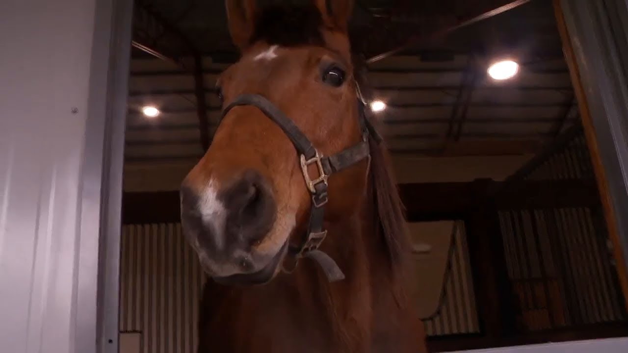 Horses on the Hill Stables officially open for local therapy horses