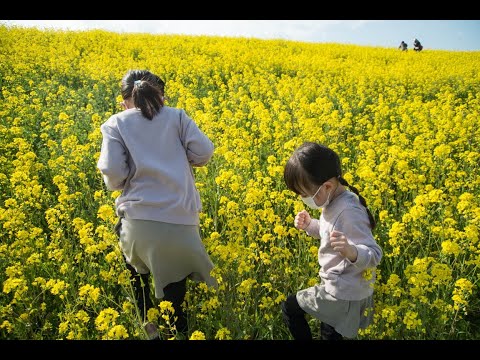 「亜麻色の髪の乙女」ドビュッシー　菜の花　紅枝垂れ桜　アルトサックスで　島本光弘　絵夢島