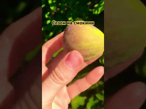 Видео: Къде и как растат смокините?
