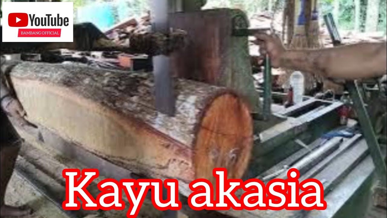 Kayu akasia - corak warna yang indah 