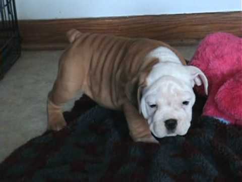 english bulldog 8 weeks