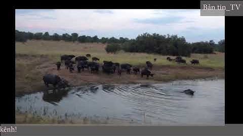 Clip: Trâu rừng bị cá sấu đớp trúng mặt, dìm sặc nước trên sông