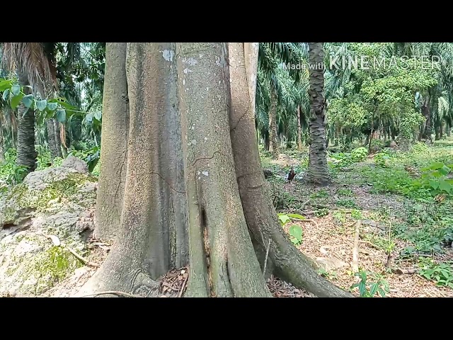 Ada apa dengan pohon ini... class=