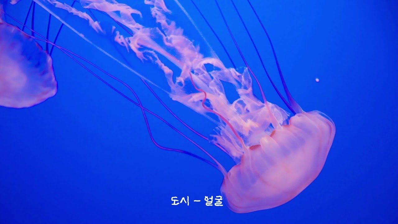 백사헌에게