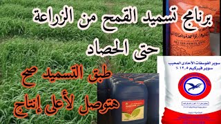 لازم تعرف تسميد القمح من الزراعة حتى الحصاد علشان توصل لأعلى إنتاج علشان مترجعش تقول ياريتنى