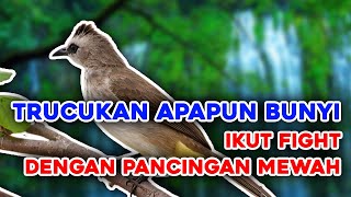 KICAU SUARA trucukan gacor TARUNG NEMBAK TAJAM AMPUH JADIKAN agar burung trucuk gacor NYAUT SEKETIKA