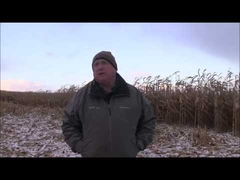 NK Soybeans shine in Michigan