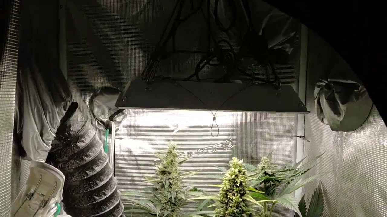 Making autos from Subcool's Genetics.