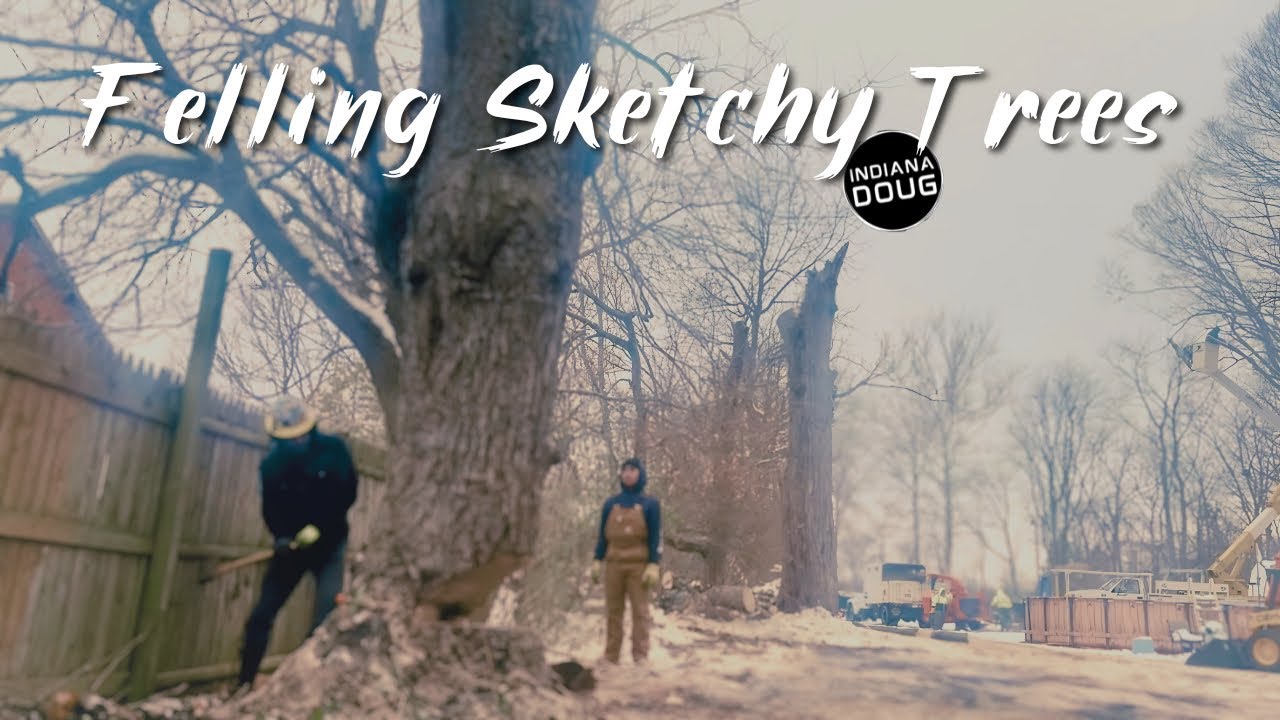 Felling Sketchy Maples in a Tight Spot You Won’t Believe the Crash