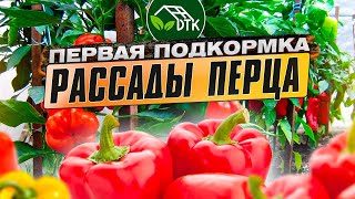 Первая прикормка рассады перца. Чем, как и когда нужно подкормить рассаду перца?