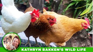 Pet Chickens In the City - Los Angeles