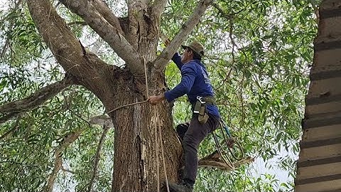 Cưa  cây  tràm  bông  vàng  siêu  to  khủng  lồ  .Cưa  cây  kỷ  thuật  cao