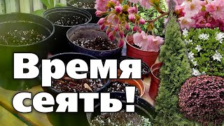 Подзимние Посевы Декоративных Культур. Что И Как Посеять