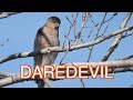 Cooper's Hawk: a Reckless Predator! NARRATED