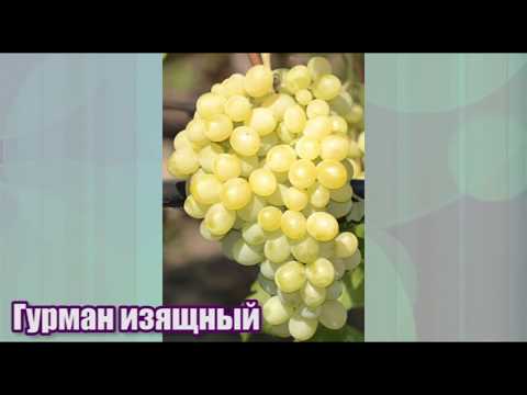 Гурман Изящный -