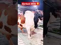 Qurbani 2026 🥰#2k26qurbani #cowqurbani #cow #cowlover #cowvideos #cowboys #cows #youtubeshorts