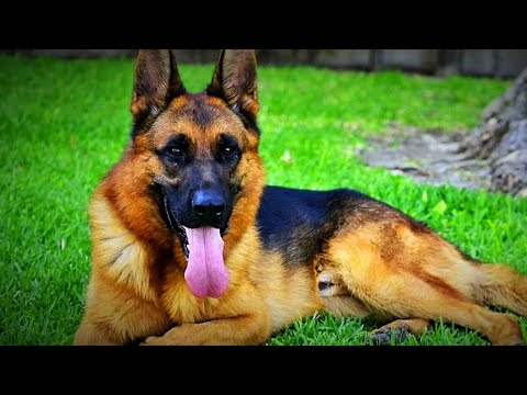 Video: Cum am întâlnit câinele meu - Cuddles