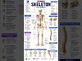 Human Skeletal System: Anatomy & Bone Structure #humanskeleton