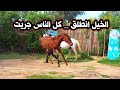 الخيل انطلق #وبيرفص _ ومحدش قادر عليه ( كله خايف )