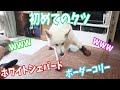 初めてクツを履いたホワイトシェパードの動きに笑いが止まらないw