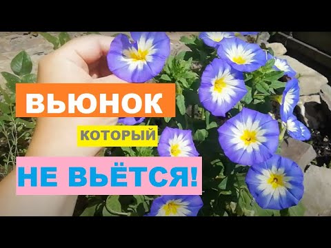 ВЬЮНОК, который НЕ ВЬЁТСЯ! //Вьюнок трехцветный