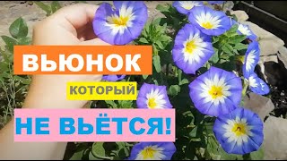 ВЬЮНОК, который НЕ ВЬЁТСЯ! //Вьюнок трехцветный