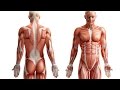 Músculos del cuerpo humano - YouTube