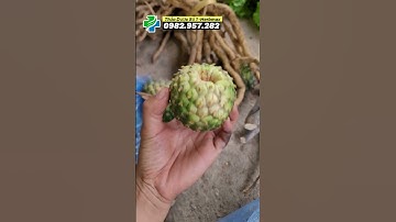 Cây dứa rừng, dứa dại bác nào bị xơ gan thì tìm hiểu ngay nhé