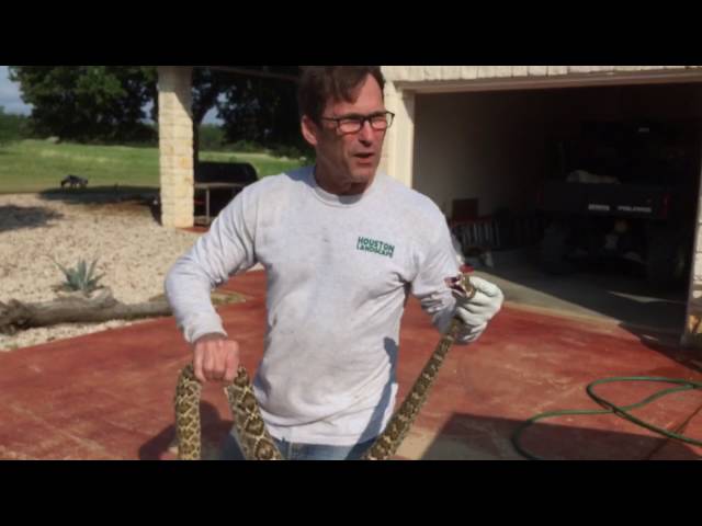 Rattlesnake defanged! class=