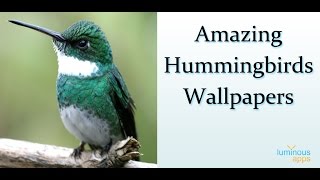 Amazing Hummingbirds Android App screenshot 1