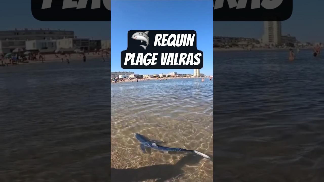 Un requin aperçu à Valras-Plage ?! 😱🦈 