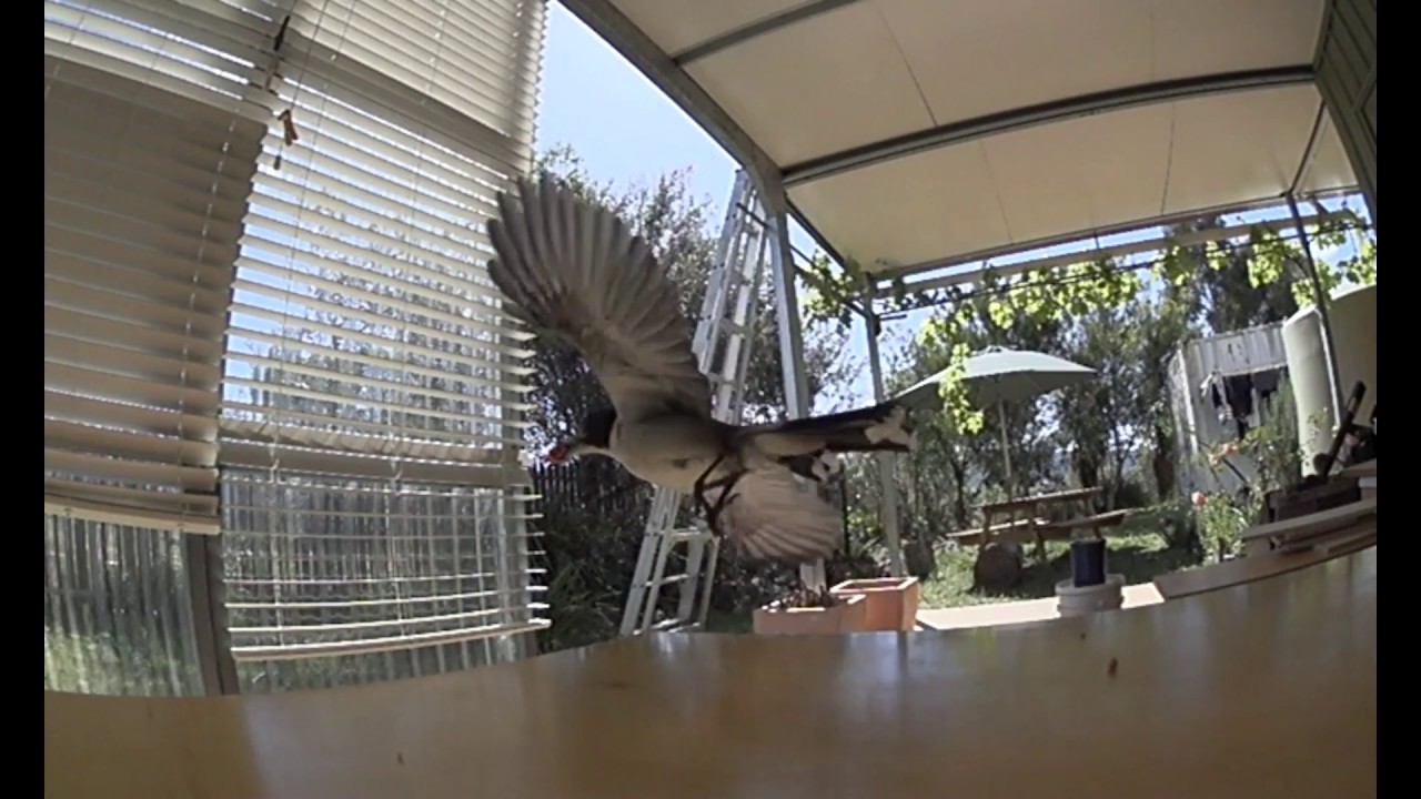 HIGH FPS: Slow motion: Bird flight, SONY ACTION CAM: first play. - YouTube