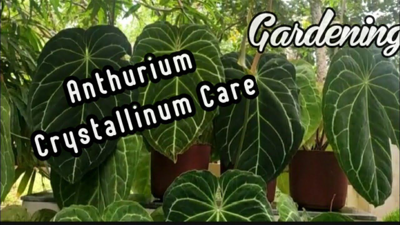 How to grow Anthurium Crystallinum plant (malayalam) YouTube