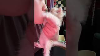 #cutecats #kittenshorts #funnycats