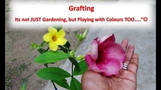Allamanda Grafting: Get Multiple Colour Flower from Single Plant ( Hindi / Urdu )