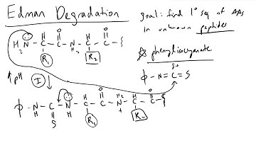 Edman Degradation Detailed Overview