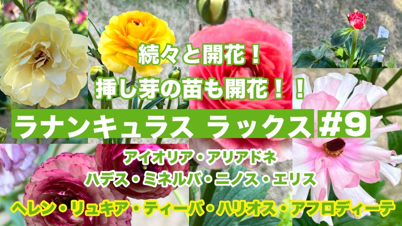 ラナンキュラスラックス】#9 夏越し株も次々開花🌱アフロディーテ